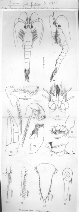 Proneomysis fusca