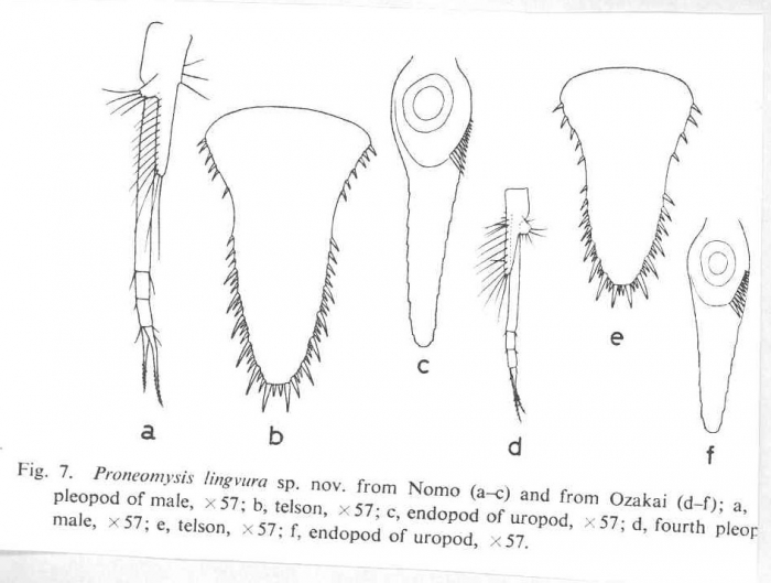 Proneomysis lingvura