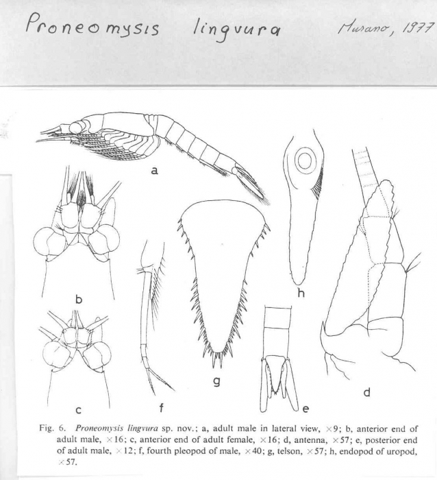 Proneomysis lingvura