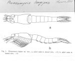 Proneomysis longipes