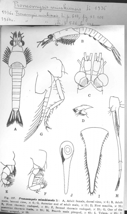 Proneomysis misakiensis