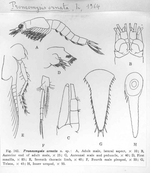 Proneomysis ornata