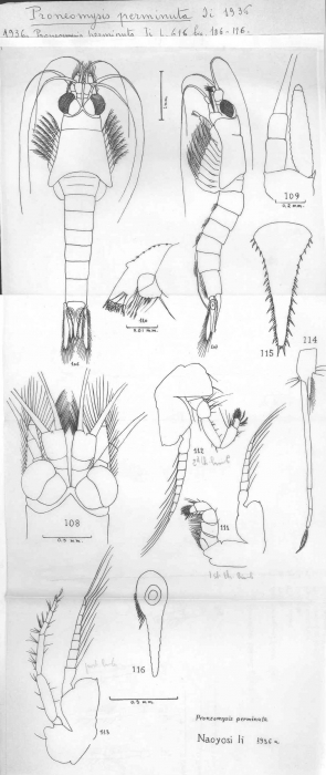 Proneomysis perminuta