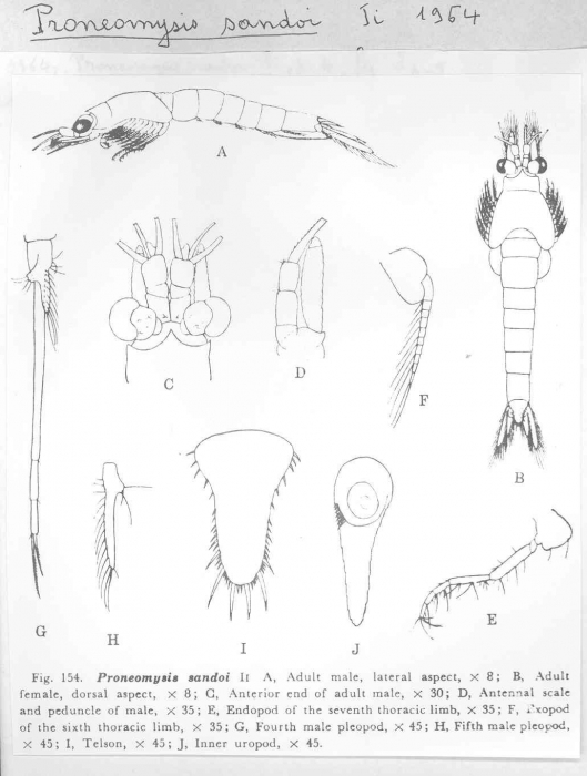 Proneomysis sandoi