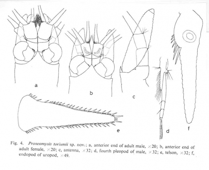 Proneomysis toriumii