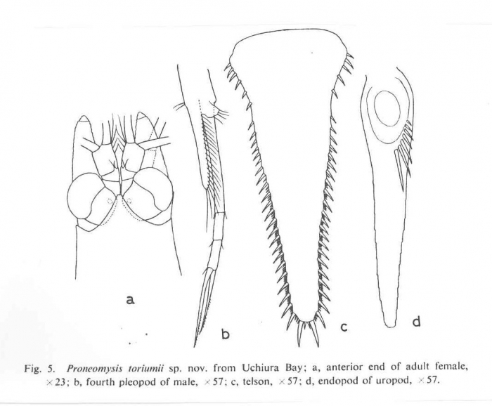 Proneomysis toriumii