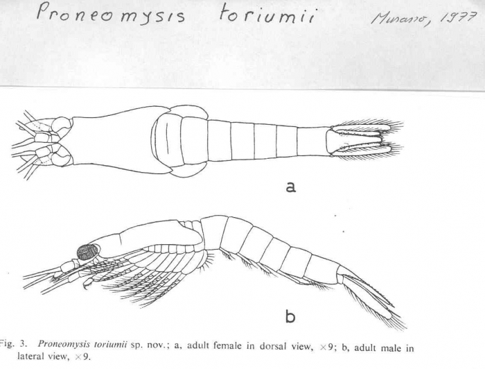 Proneomysis toriumii