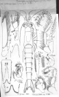 Schistomysis elegans