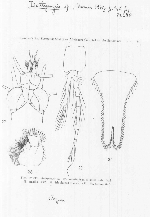 Bathymysis