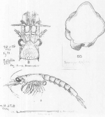 Boreomysis (Boreomysis) arctica