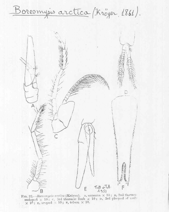Boreomysis (Boreomysis) arctica Boreomysis (Boreomysis) arctica