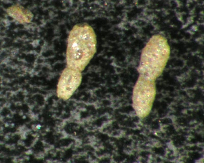 Reophax nodulosus Reophax nodulosus