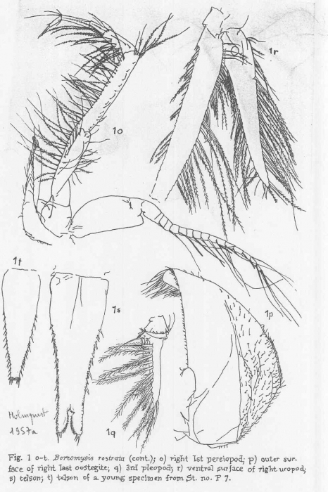 Boreomysis (Boreomysis) rostrata Boreomysis (Boreomysis) rostrata