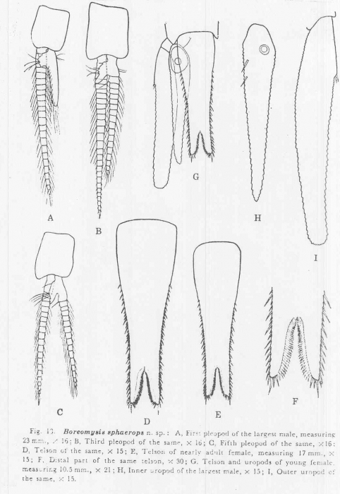 Boreomysis (Boreomysis) sphaerops