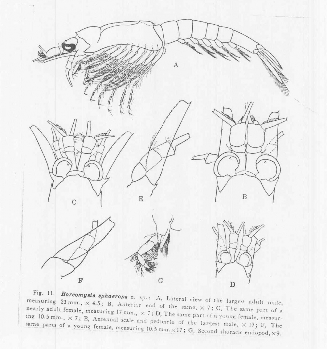 Boreomysis (Boreomysis) sphaerops