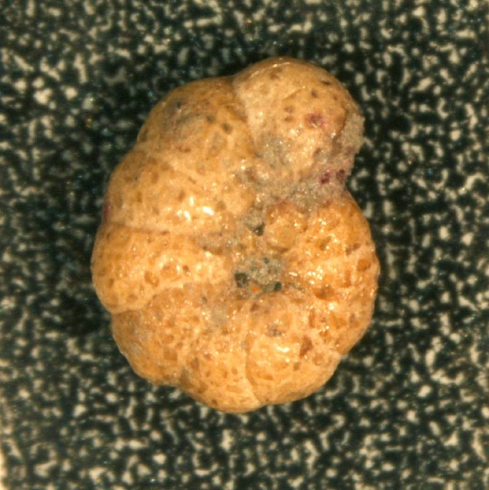 Cribrostomoides crassimargo Cribrostomoides crassimargo