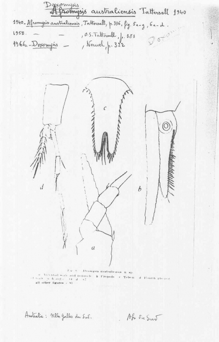 Doxomysis rinkaensis