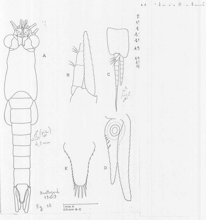 Mysidopsis bigelowi