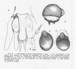 Paraleptomysis apiops banyulensis