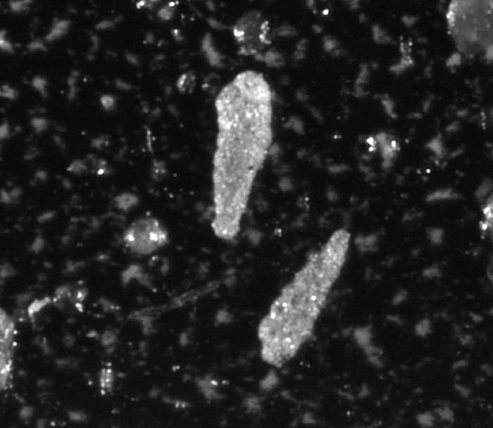 Textularia earlandi Textularia earlandi