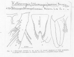 Heteromysis (Olivemysis) mariani