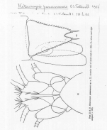 Heteromysis (Olivemysis) panamaensis