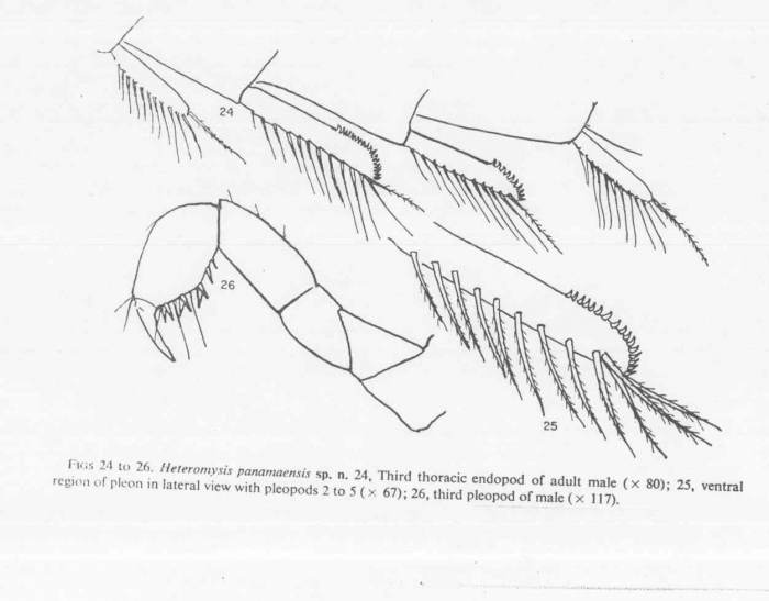 Heteromysis (Olivemysis) panamaensis