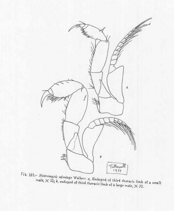 Heteromysis (Olivemysis) panamaensis