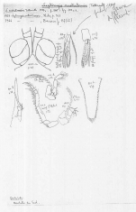 Leptomysis australiensis