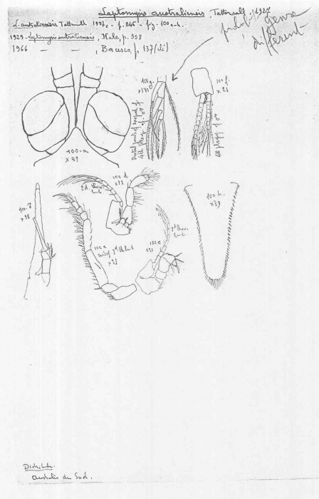 Leptomysis australiensis