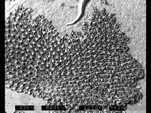 Callopora craticula