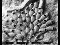 Bryozoa (moss animals)