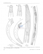 Calomicrolaimus compridus