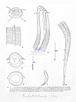 Campylaimus striatus