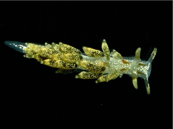 Cuthona foliata (Forbes & Goodsir, 1839) Cuthona foliata (Forbes & Goodsir, 1839)