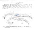 Cephalochaetosoma pacificum notium