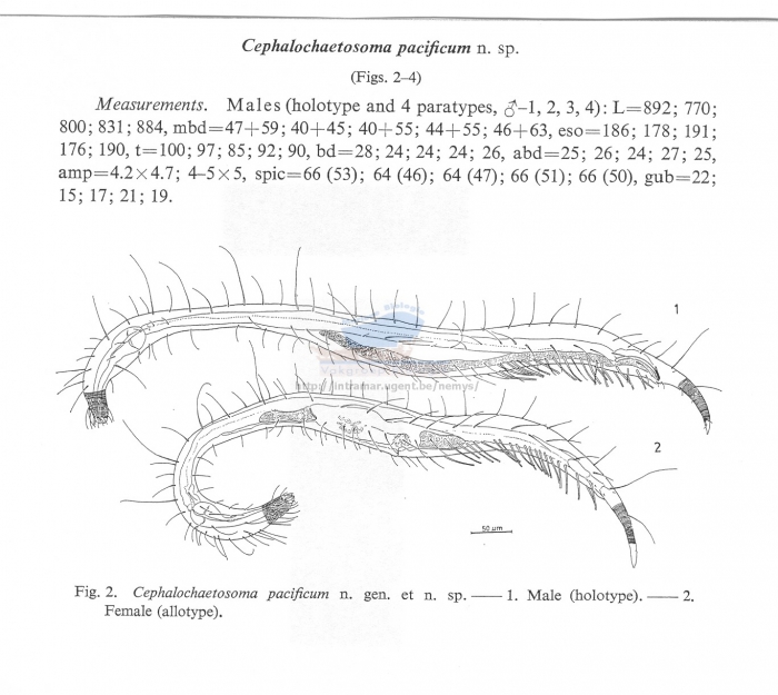 Cephalochaetosoma pacificum notium