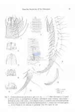 Cephalochaetosoma pacificum notium