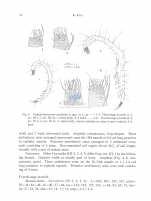 Cephalochaetosoma pacificum notium