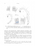 Nematode file-library of the Marine Biology Section (Ghent University, Belgium)