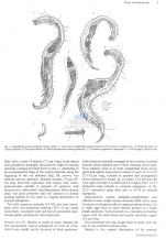 Cephalochaetosoma pacificum notium