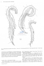 Cephalochaetosoma pacificum notium