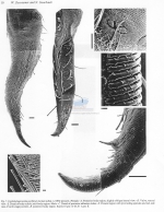 Cephalochaetosoma pacificum notium