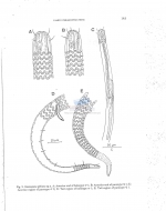 Ceramonema africana