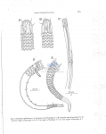 Nematode file-library of the Marine Biology Section (Ghent University, Belgium)