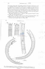 Ceramonema algoensis