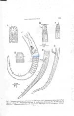 Ceramonema kromensis