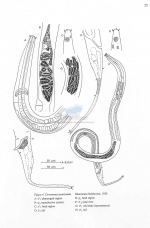 Cervonema tenuicaudatum