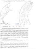 Cheironchus