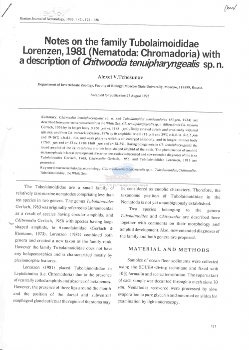 Chitwoodia tenuipharyngealis